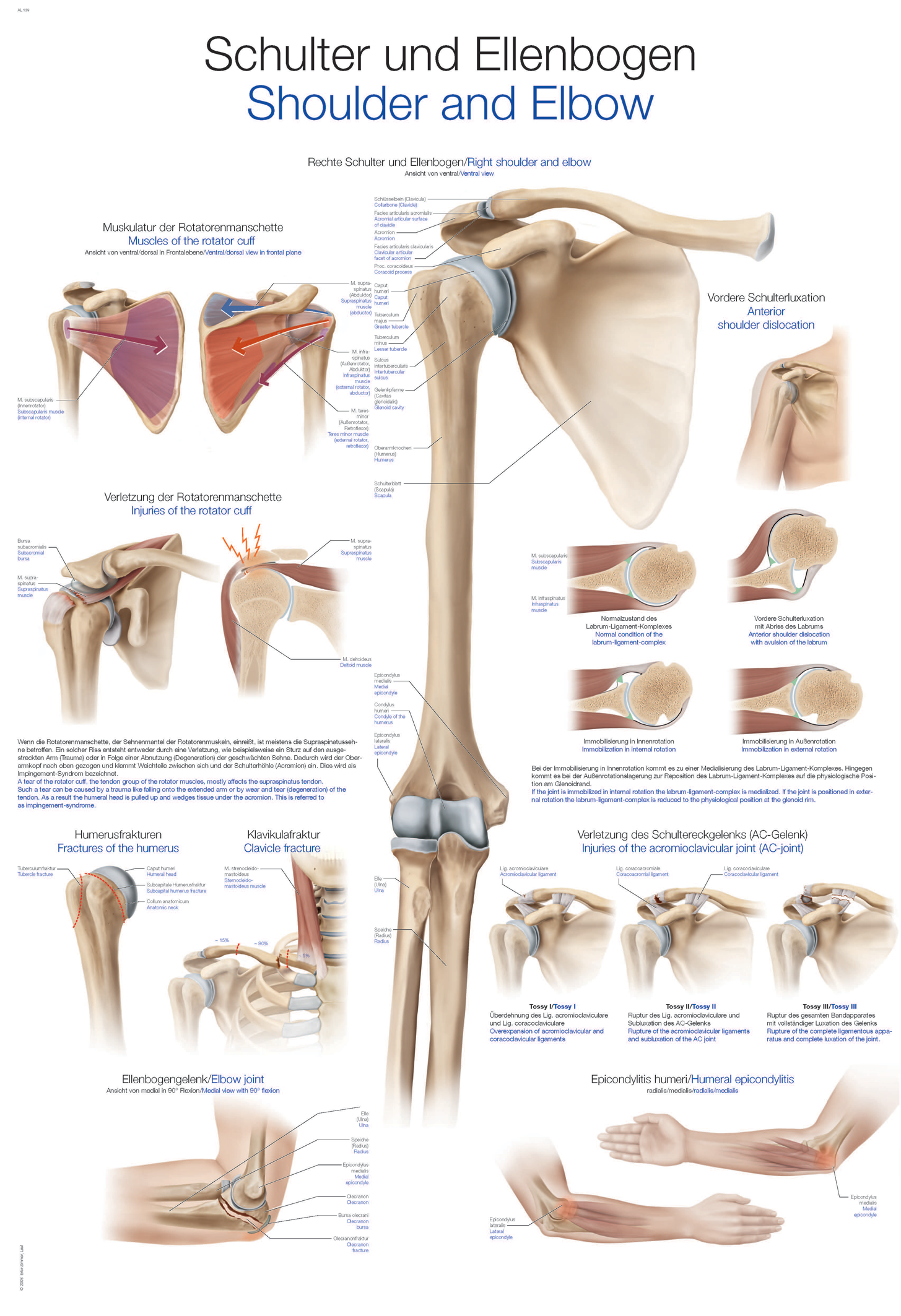 Anatomische Lehrtafel "Schulter und Ellbogen", Anatomieposter, Anatomietafel