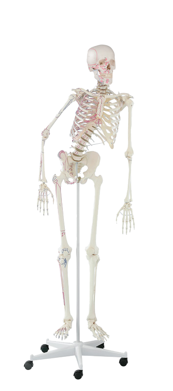 Skelett Peter, Anatomisches Skelettmodell