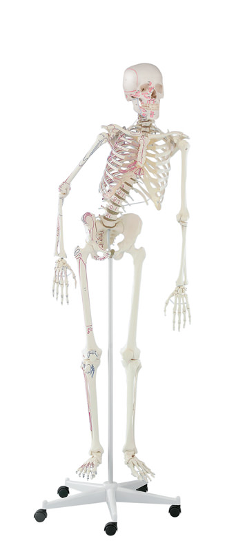 Skelett Peter, Anatomisches Skelettmodell