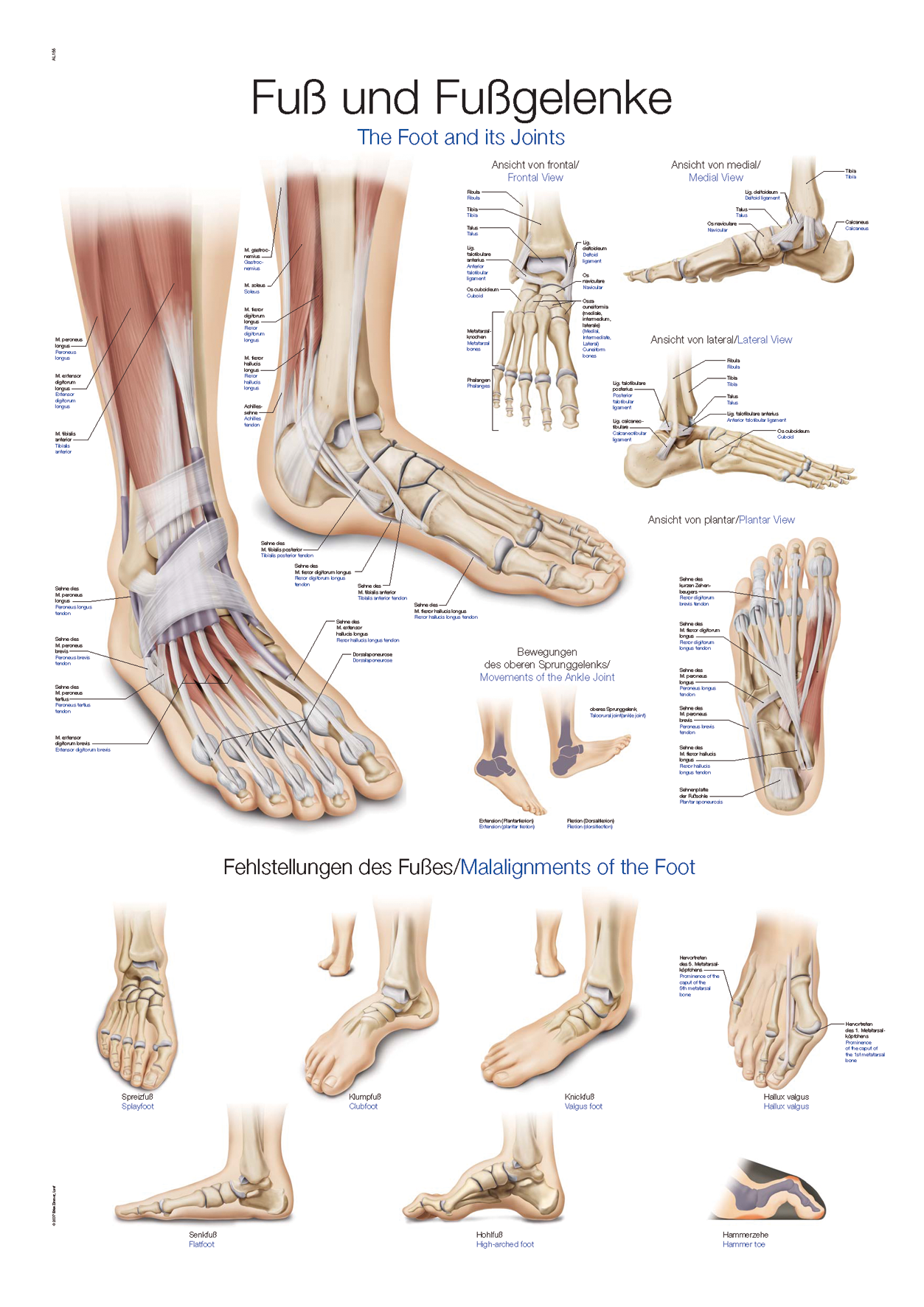 Anatomische Lehrtafel "Fuß und Fußgelenke", Anatomieposter, Anatomietafel