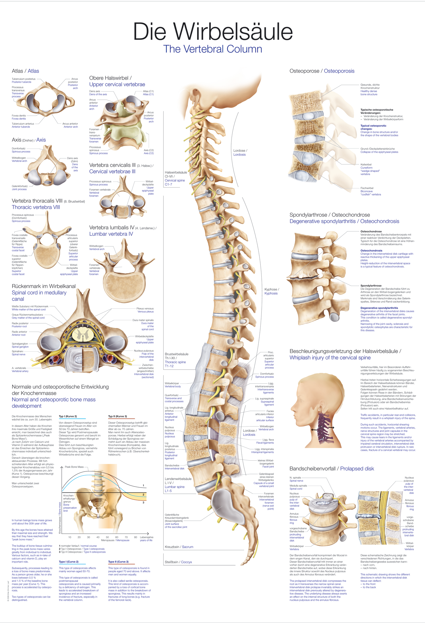 Anatomische Lehrtafel, medizinisches Schaubild