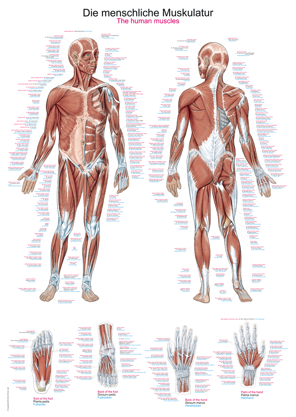 Anatomische Lehrtafel, medizinisches Schaubild