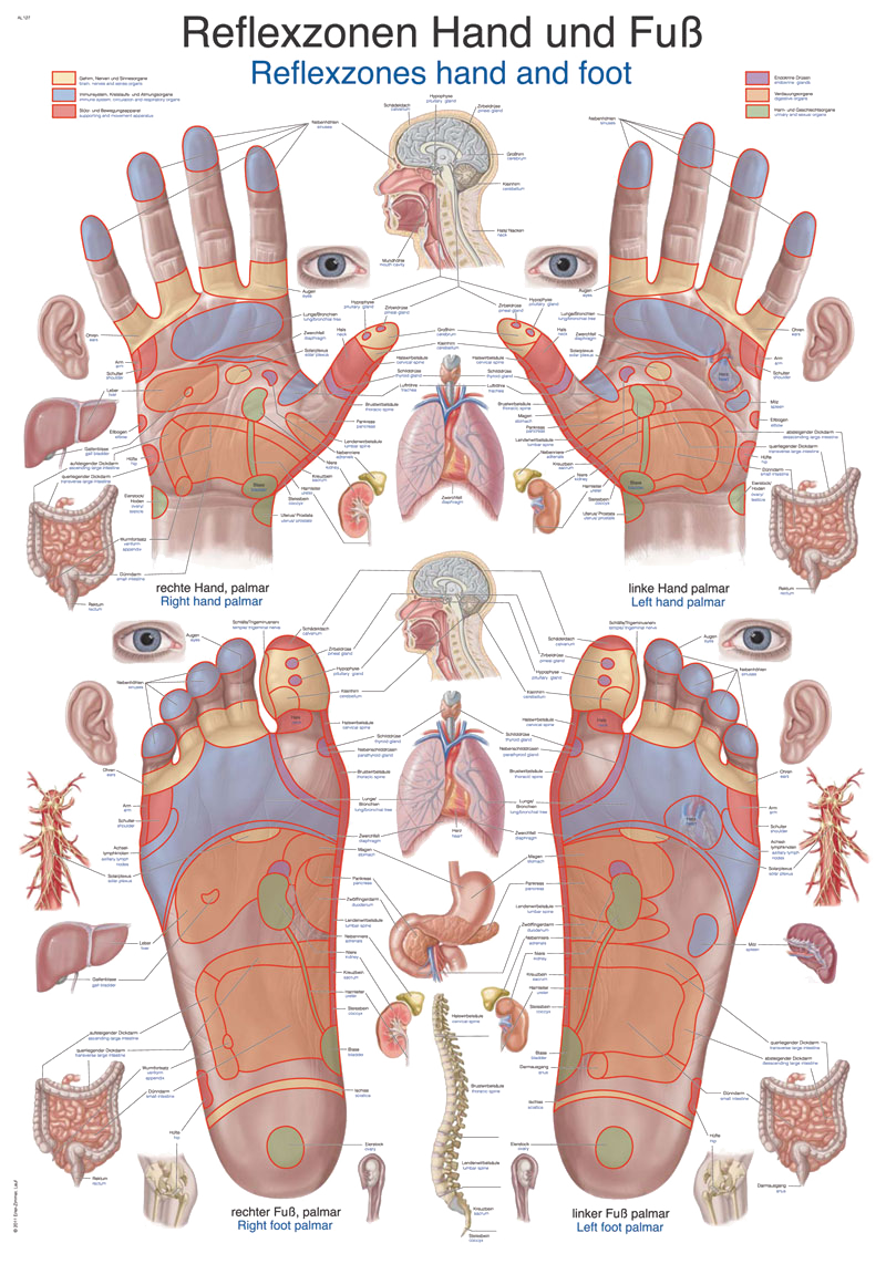 Lehrtafel "Reflexzonen Hand & Fuß", Schautafel, Unterrichtstafel