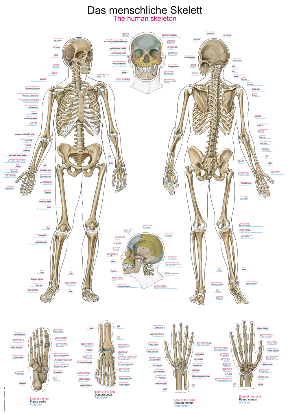 Anatomische Lehrtafel, medizinisches Schaubild