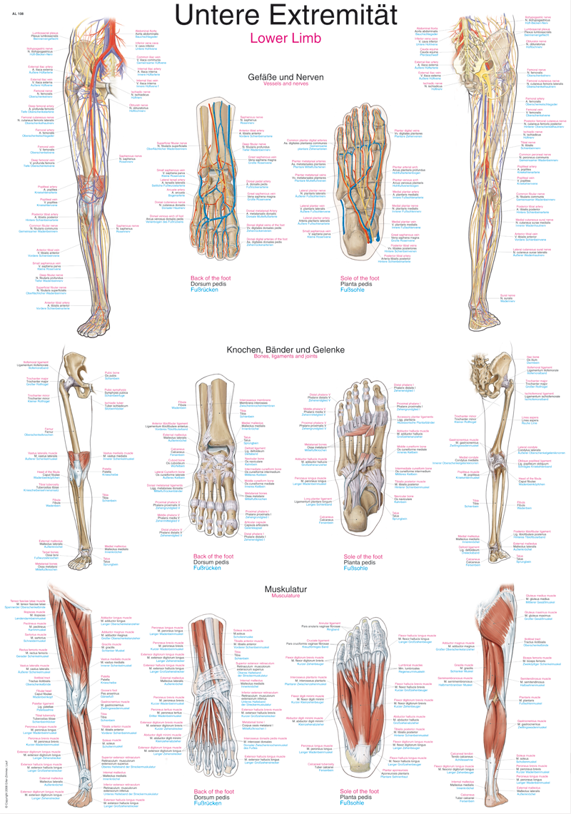 Anatomische Lehrtafel, medizinisches Schaubild