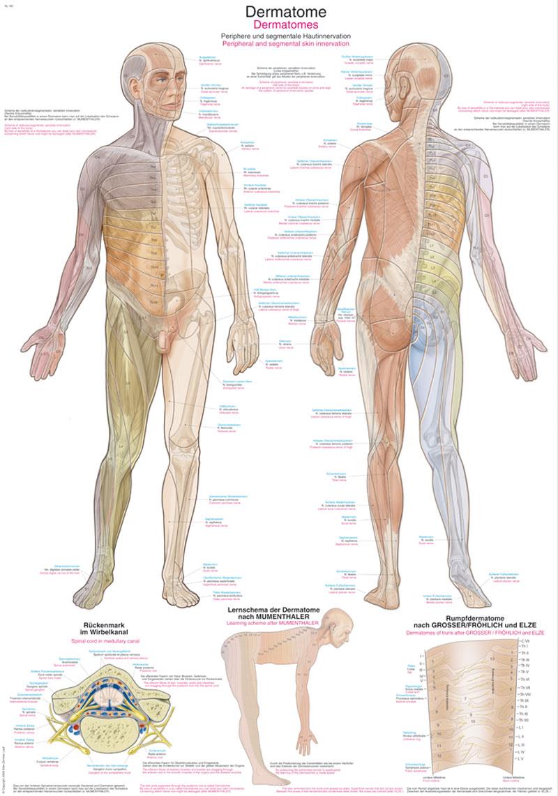 Hochwertige anatomische Lehrtafel, Lehrbild, Anatomietafel