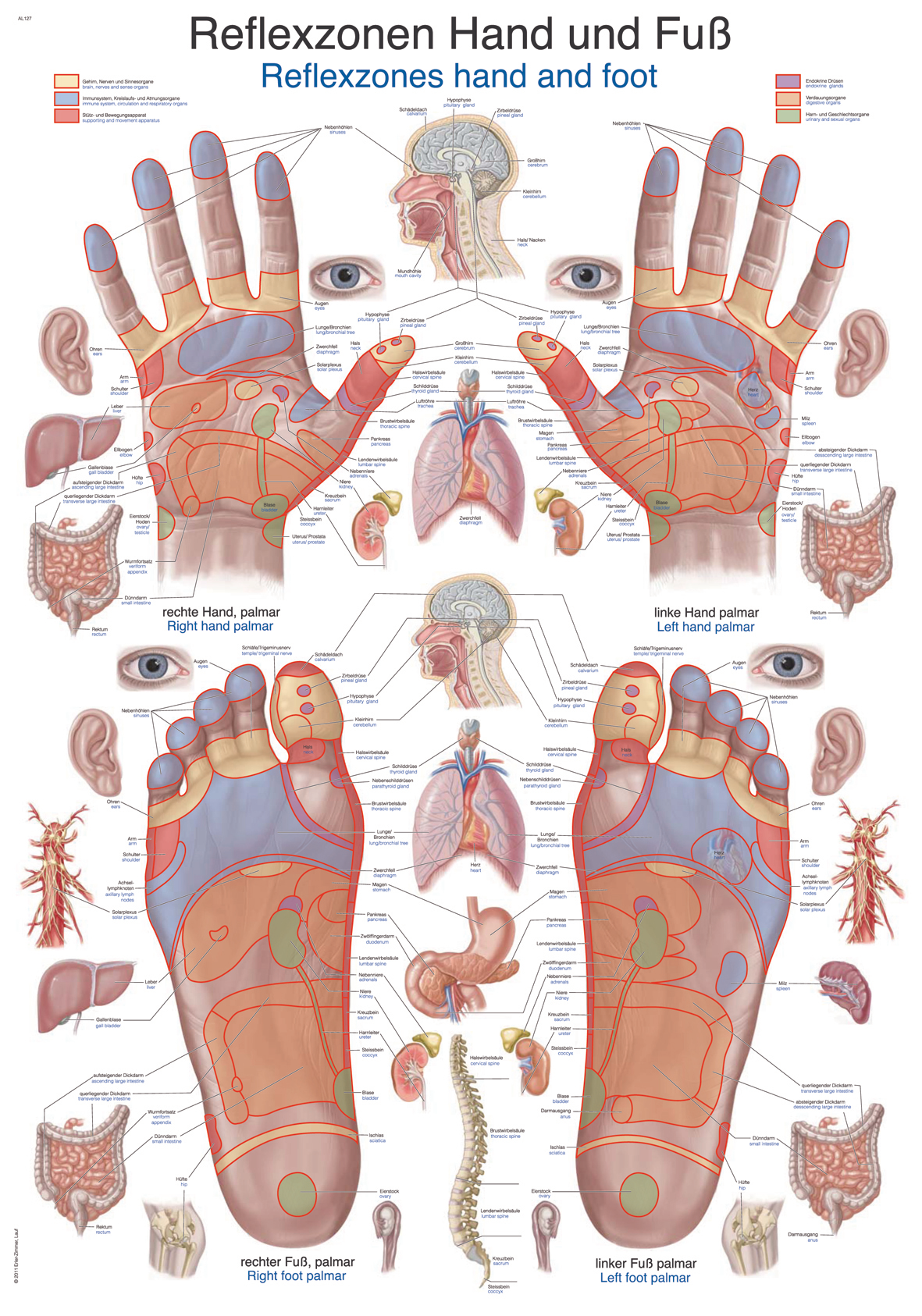 Lehrtafel "Reflexzonen Hand & Fuß", Schautafel, Unterrichtstafel